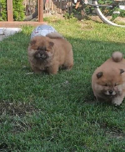 Chow-Chow-stenci