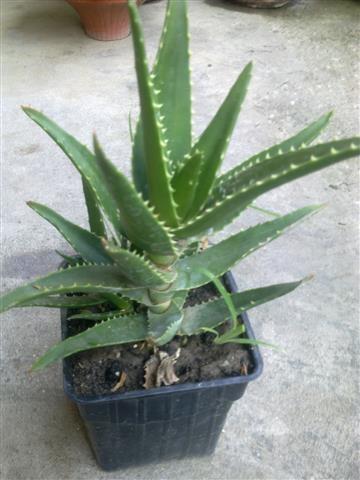 Kaktusi