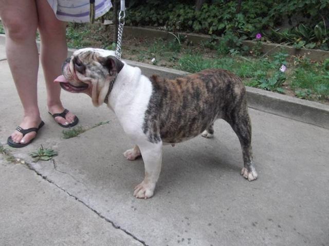 Engleski-bulldog