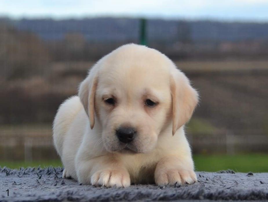 LABRADOR-retriver--prelepi-stenci--