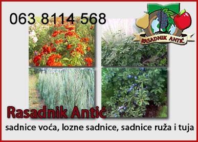 Za domacina Kvalitetne sadnice OVDE