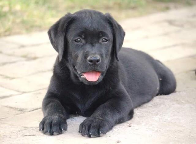 Labradori