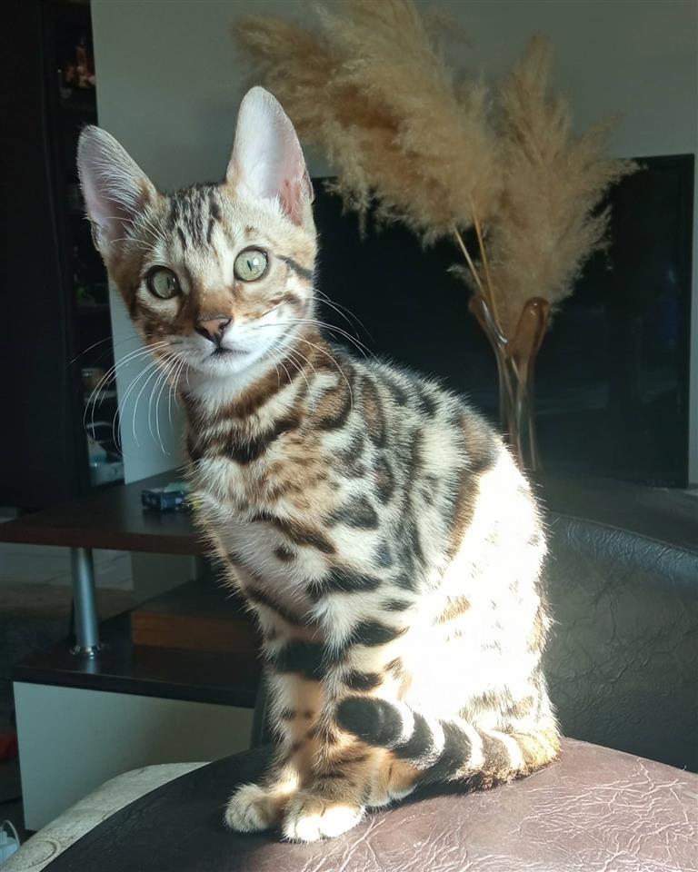 Bengalski-Mačići
