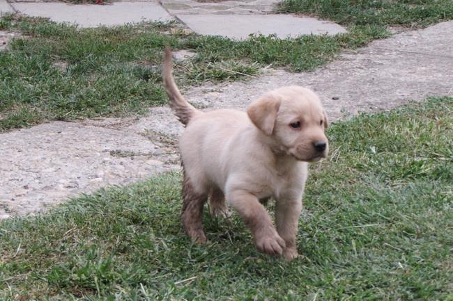 labrador-retriver-stenad
