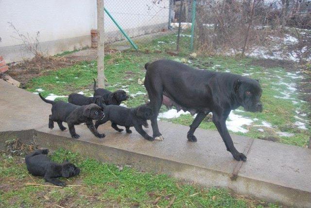 Cane-Corso-stenci