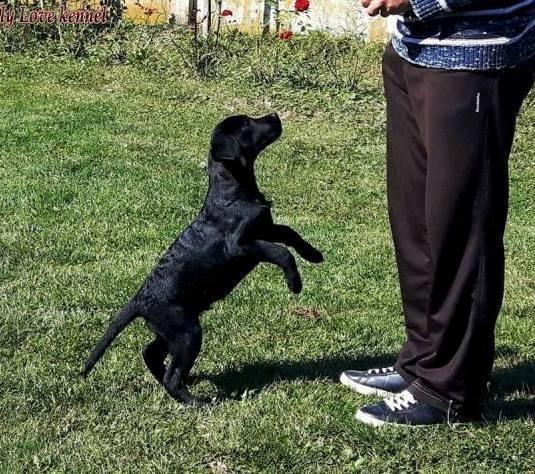 Labrador-Retriver