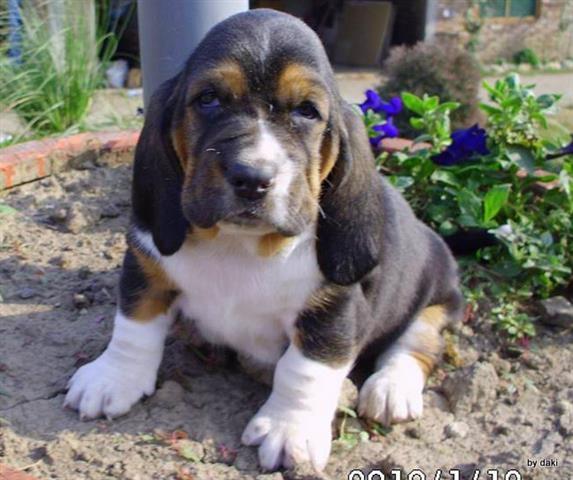 Basset-Hound-baset