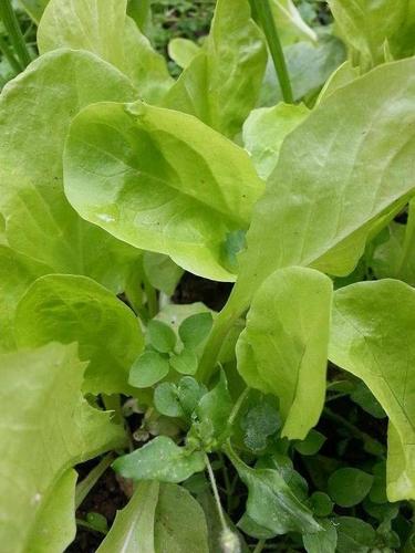 Zelena salata rasad
