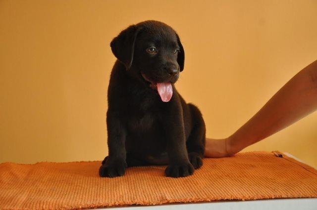 Labrador-Retriver--cokoladni-stenci