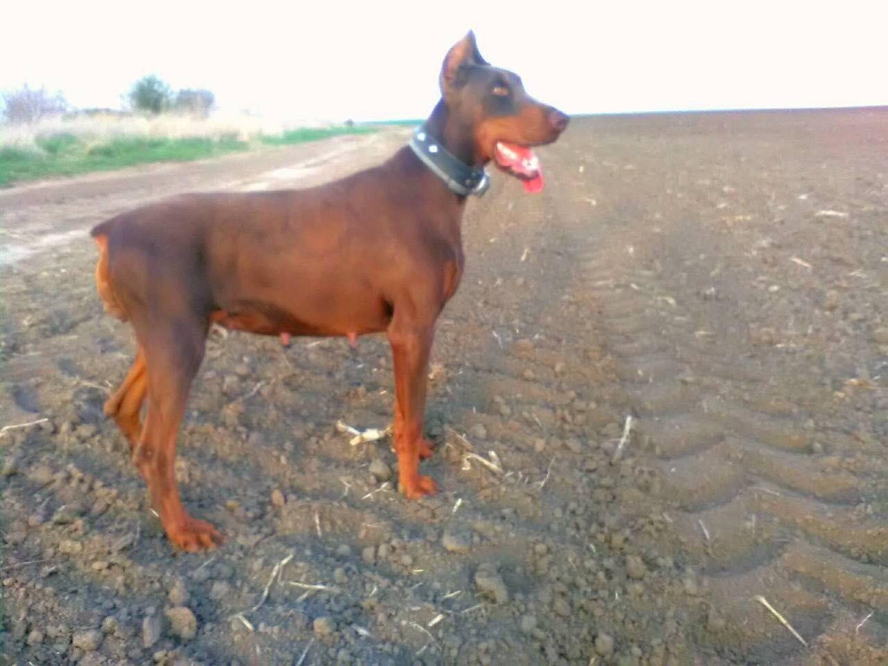 Doberman-stenci-