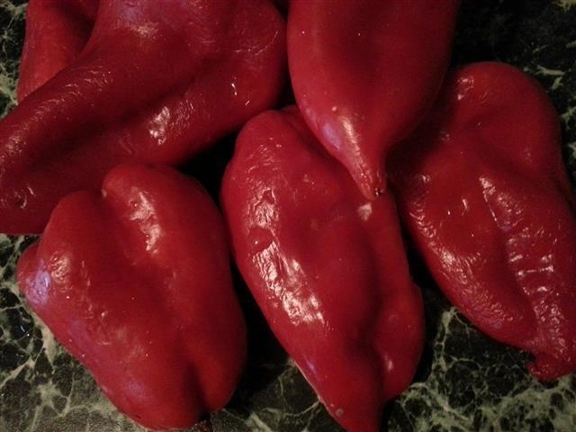 Paprika-domaci mlad organski rasad