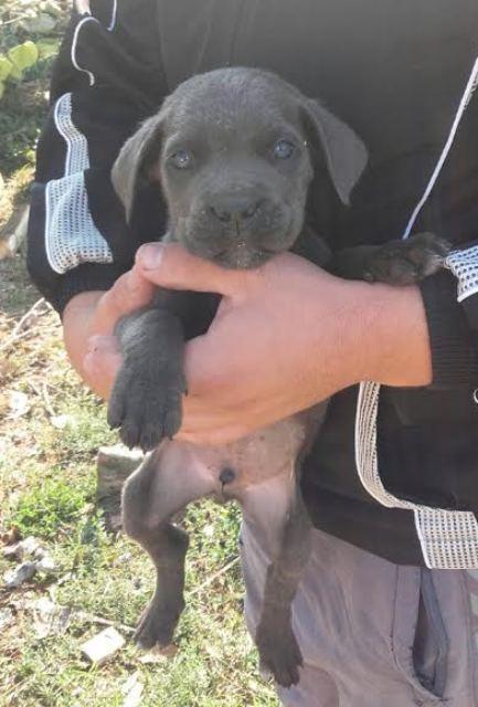 Cane-Corso-štenci