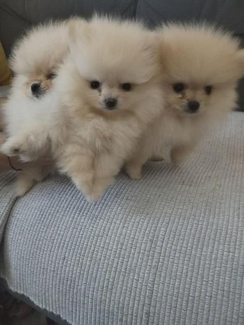 Pomeranski-spic