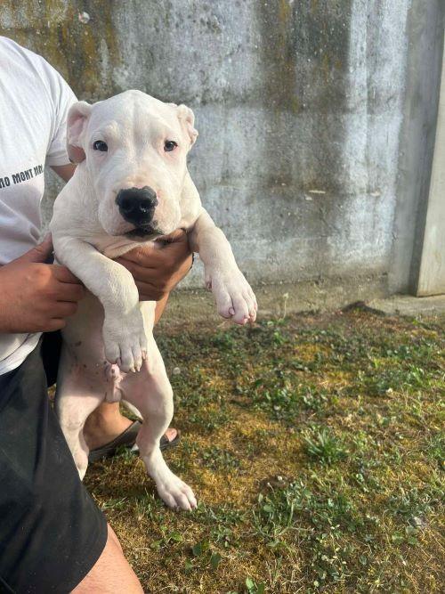 Dogo-Argentino-štenci
