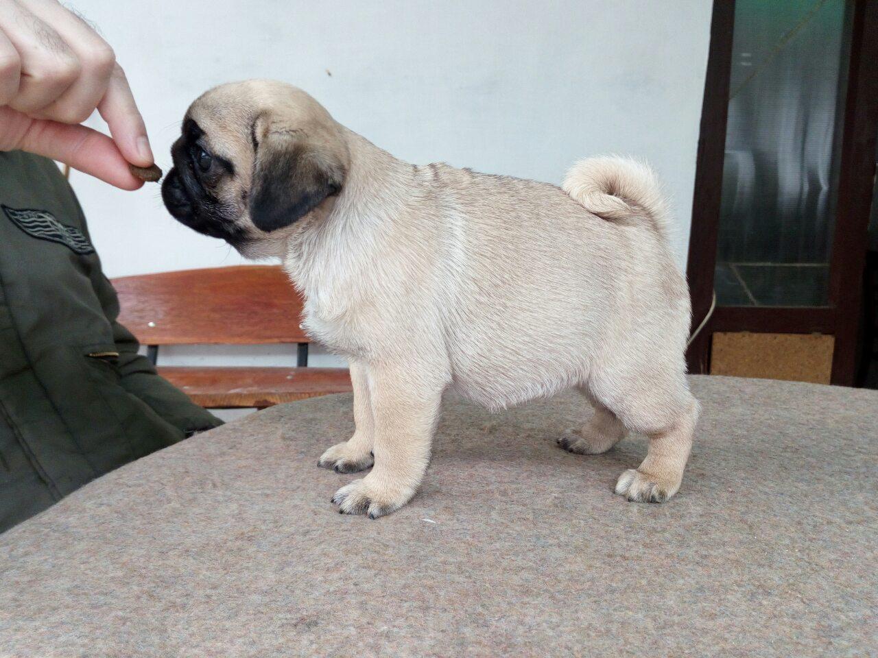 Mops-štenci