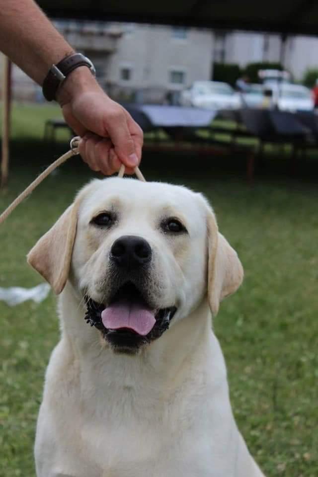 Labrador-retriver-štenci