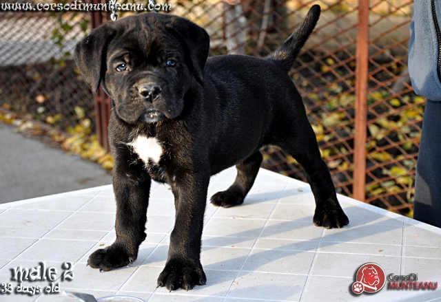 Cane Corso - rezervacija vrh. stenaca iz 2 le