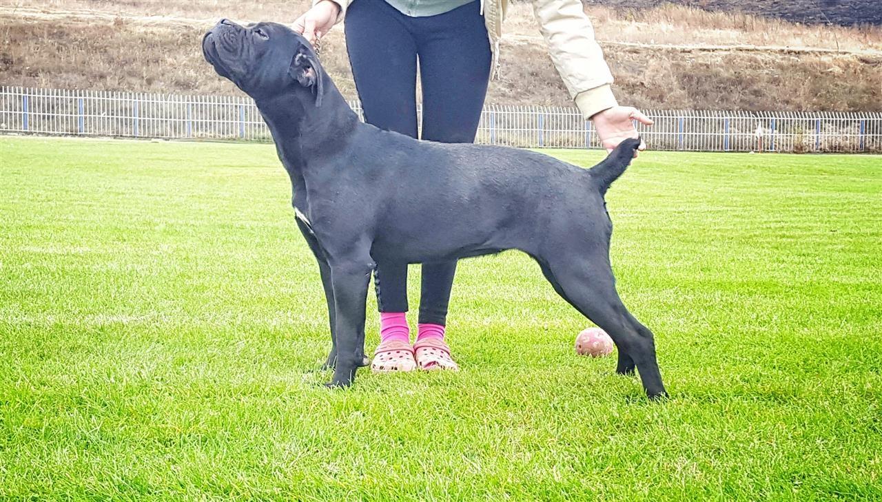 Cane-Corso-Ženka