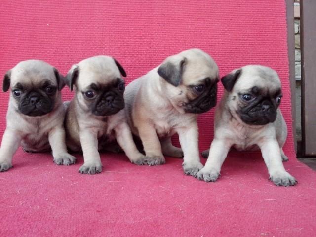 Mops-stenci