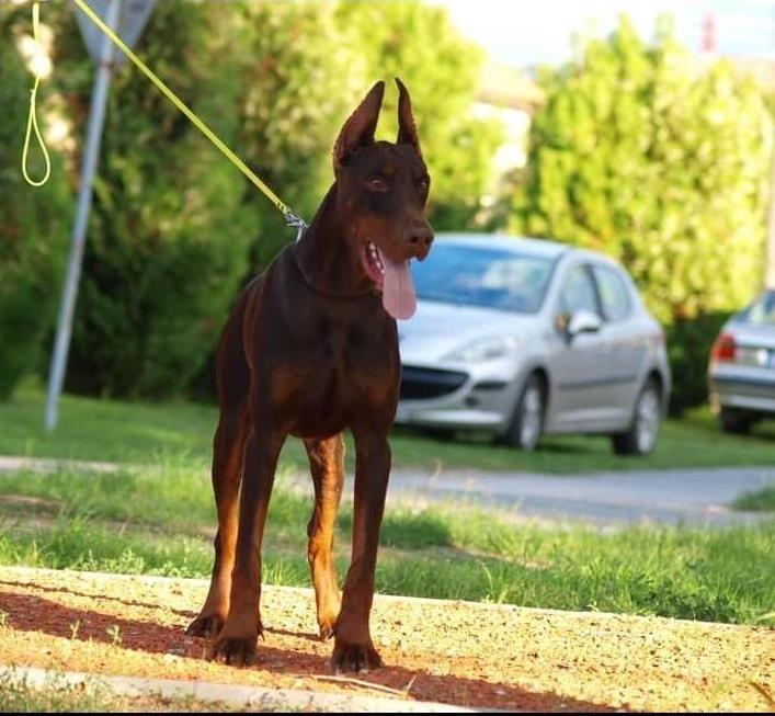 Doberman-ženke