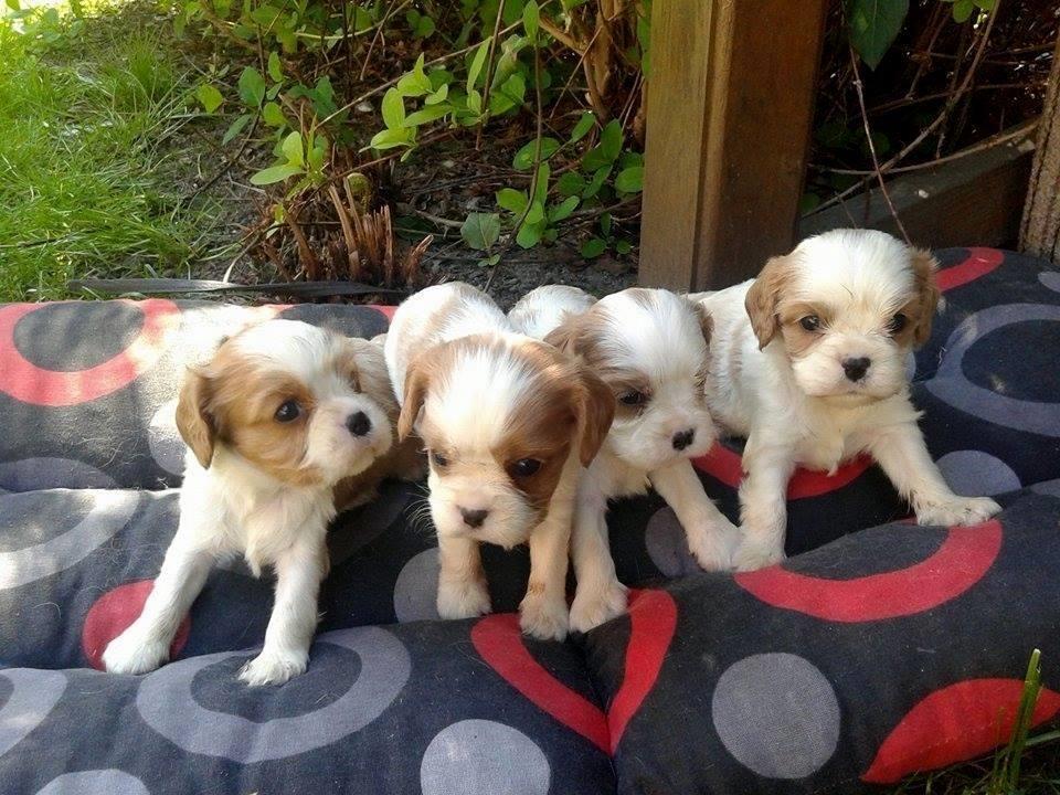 Cavalier-King-Charles-Spaniel