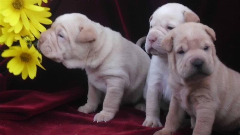 Sar-pej---Shar-pei--stenci