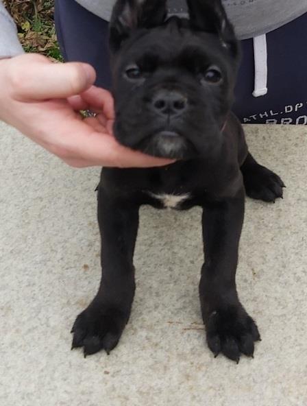 Cane-corso-štenci