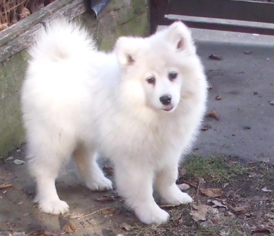 Samojed-zenka