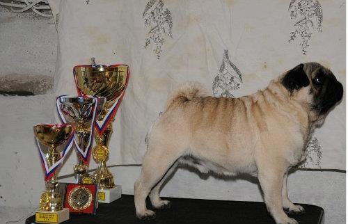 Mops-stenci