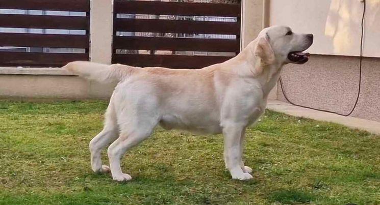LABRADOR-retriver-štenci-