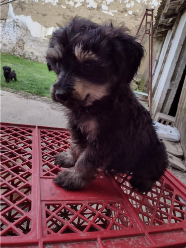 Maltipoo