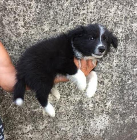 Border-Collie-stenci-