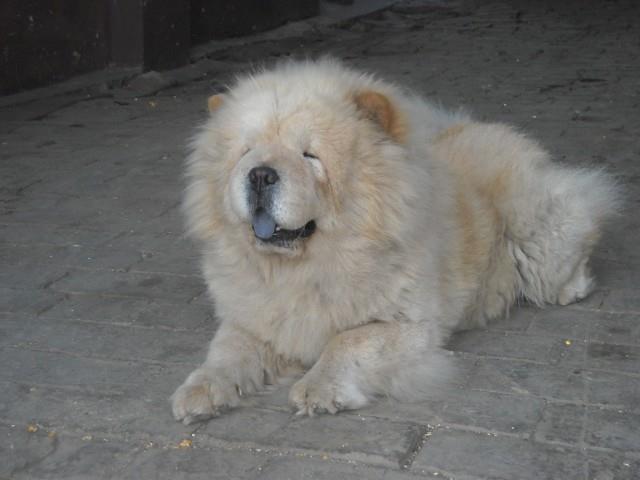 Cau-cau---Chow-chow-stenad