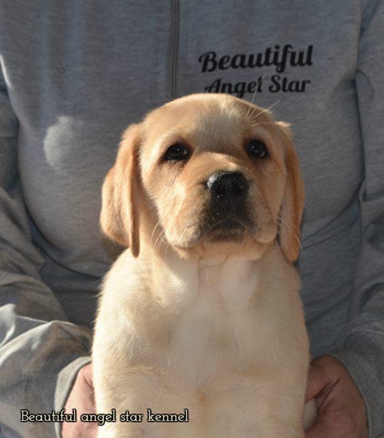 Vrhunski-stenci-LABRADOR-retrivera