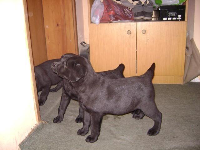 Labrador-Retriver