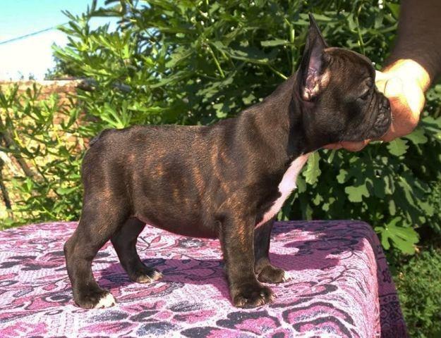 Francuski-Buldog-