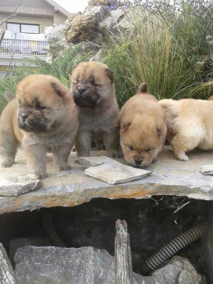 Chow-chow-cau-cau-stenad
