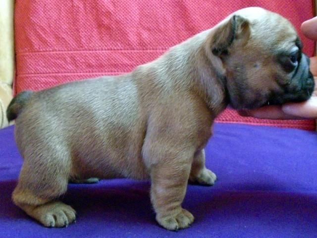 Francuski-buldog