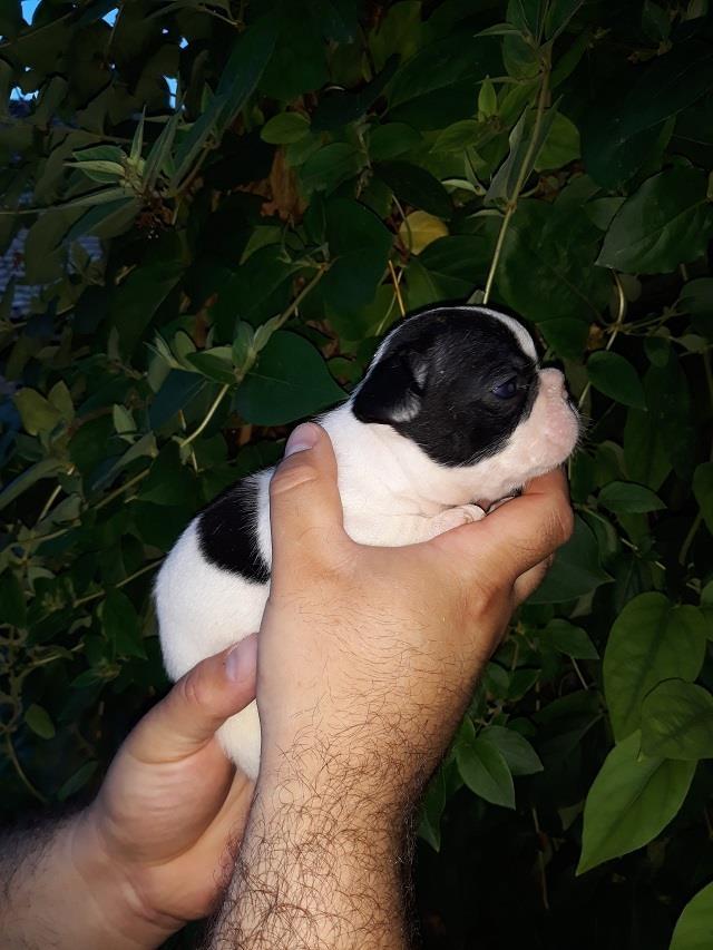 Francuski-Buldog