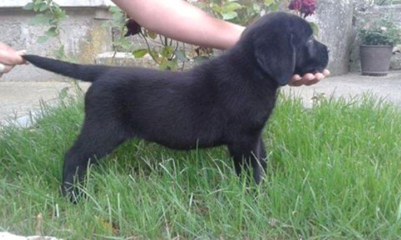 Labrador-retriver-stenci-