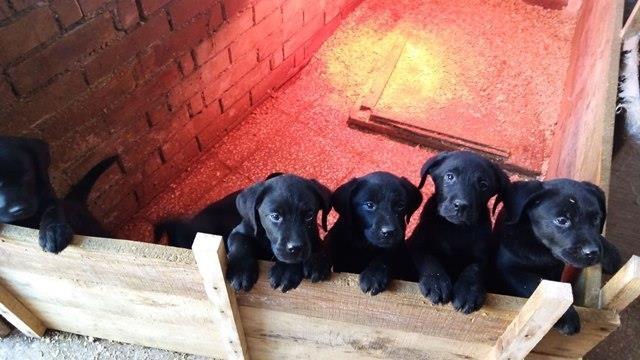 Labrador-Retriver-štenci-