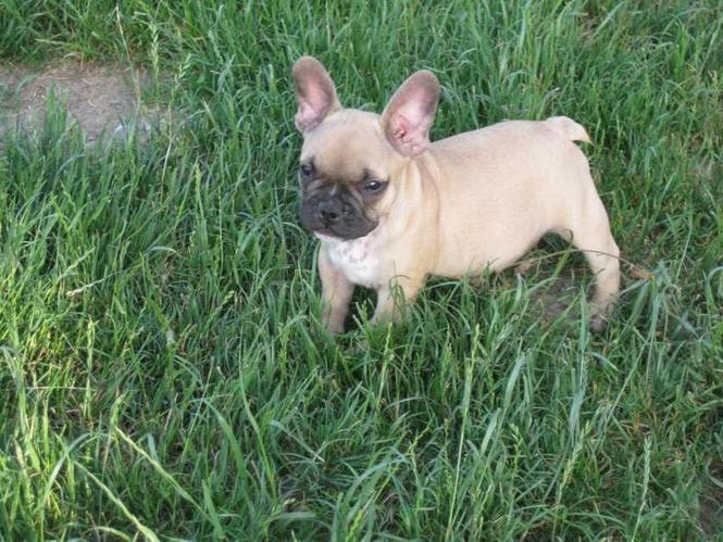 Francuski Buldog  stene