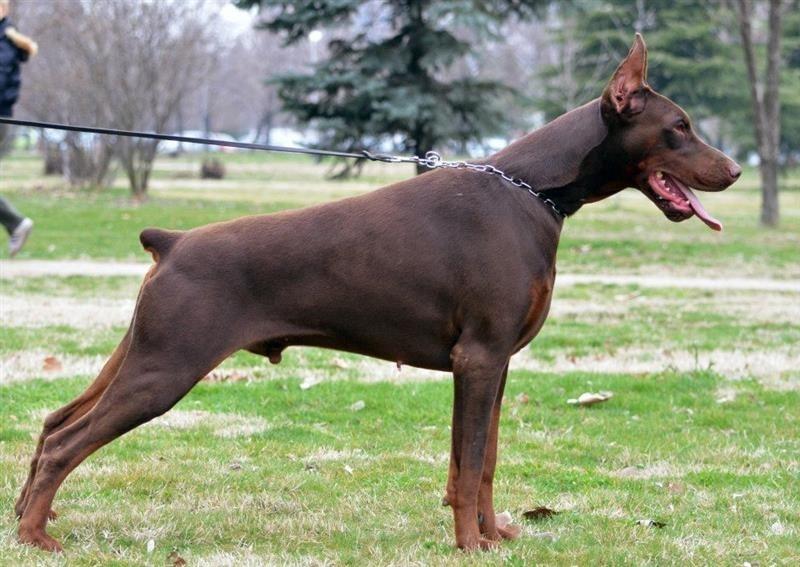 Doberman-