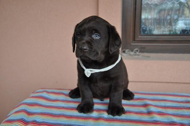 Labrador-Retriver--cokoladni-stenci