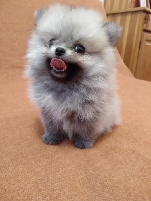 Pomeranac-boo