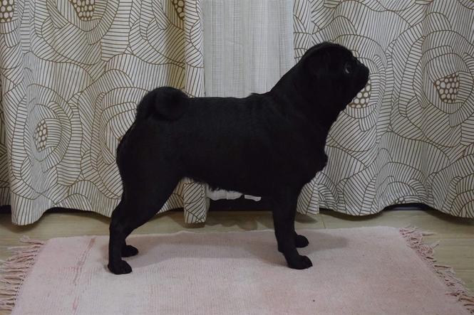 Mops štenci na prodaju