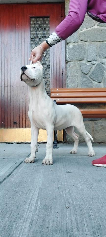 Dogo-argentino-štenci-
