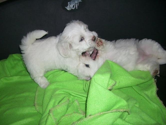 COTON DE TULEAR ŠTENCI