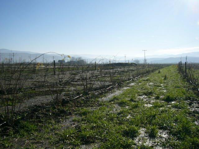 Pitomi-sipurak