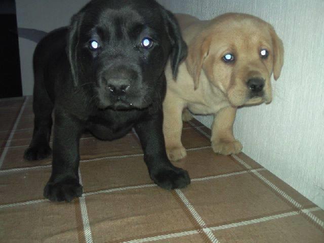 Labrador-retriver-stenci-